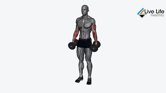 standing dumbbell bicep curl - preacher curl alternative exercise
